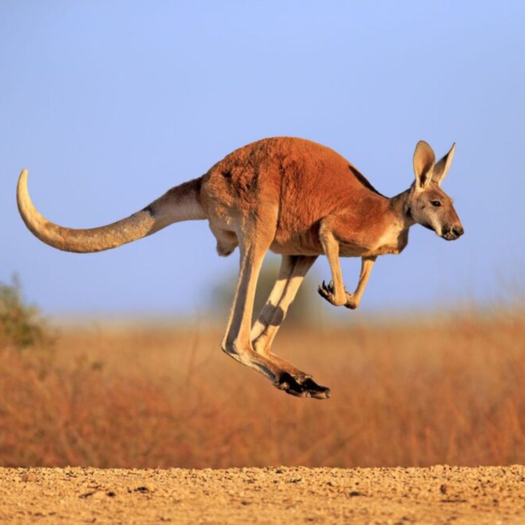 Kangaroo: World’s Largest Hopping Animal