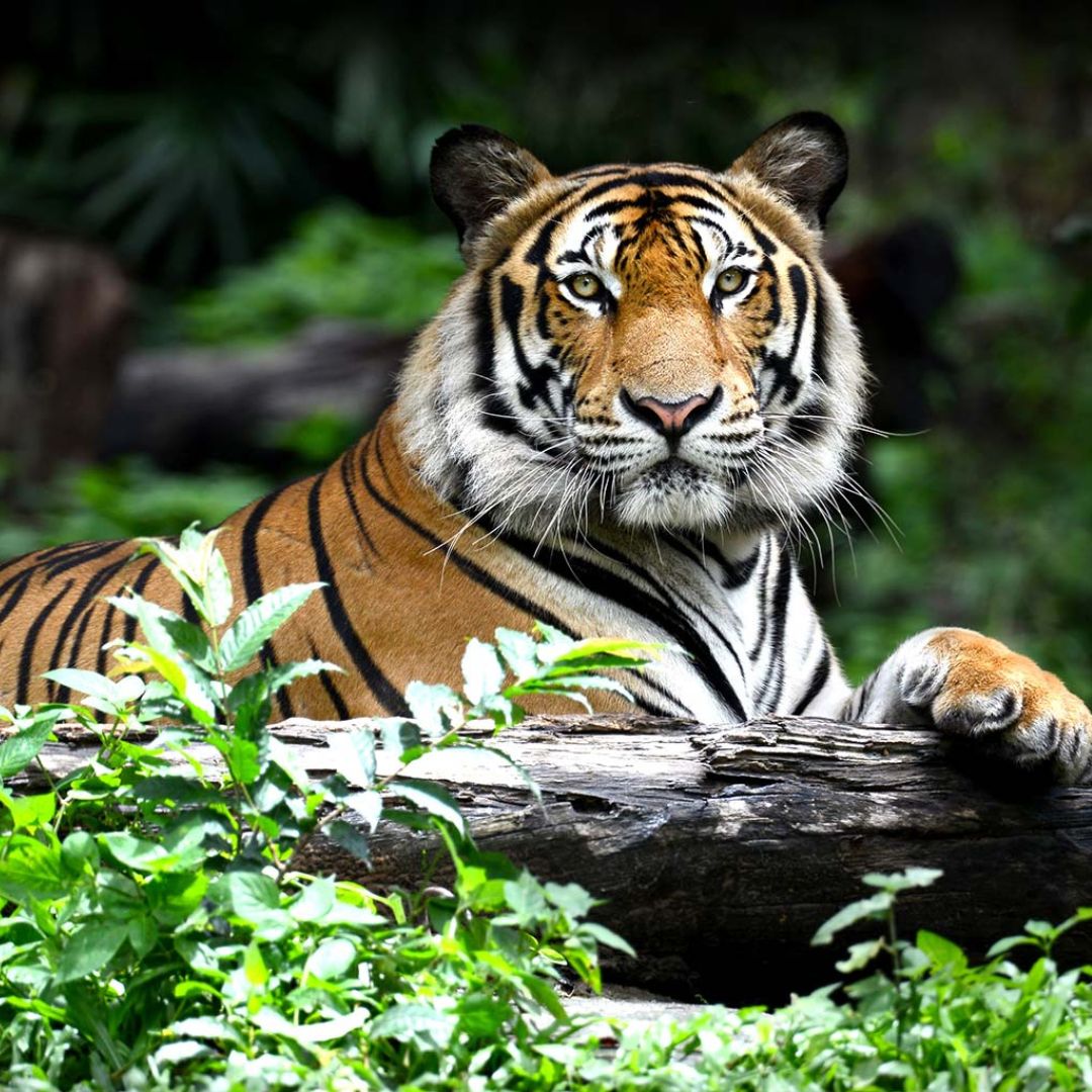 Interesting Facts About Tiger, The Largest Wild Cat