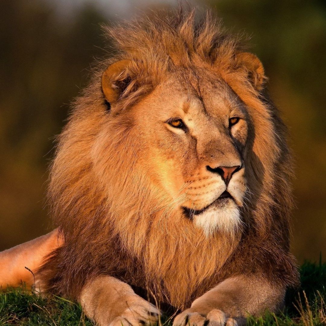 African lion, facts and photos