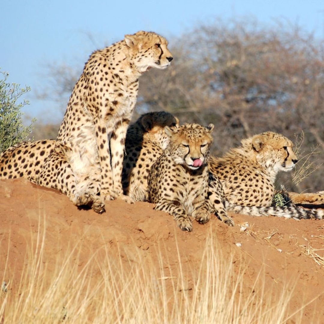 Report On The Cheetah Reintroduction Project In India