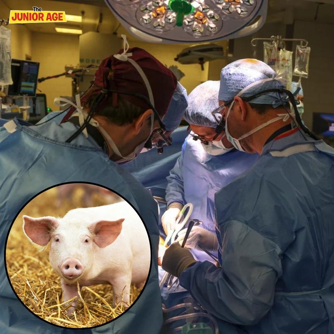 Pig Kidney Transplanted Into A Man For The First Time