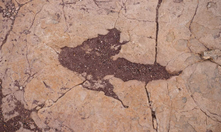Highest Number of dinosaur Tracks Ever Found