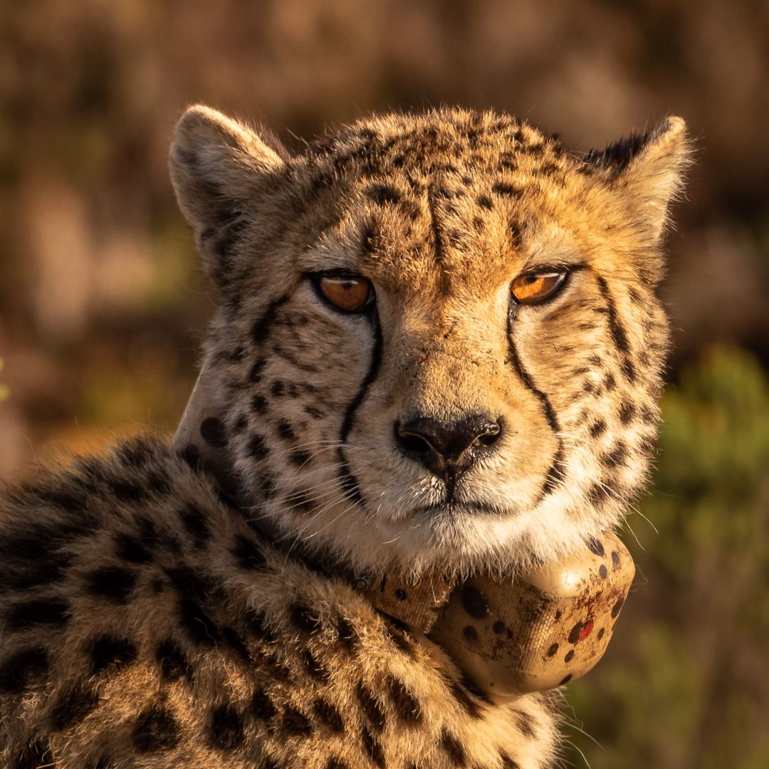 Cheetah – The Fastest Mammal on Land