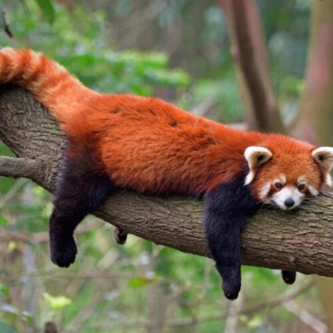 Fantastic Facts About Red Pandas