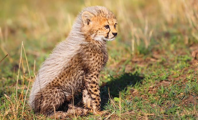 The majestic Cheetah - The Fastest Mammal on Land