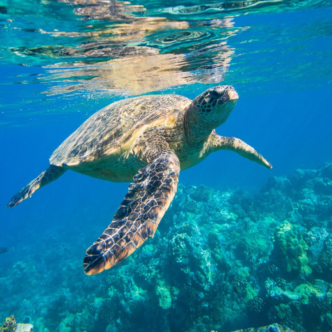 Interesting Facts About The World Turtle Day