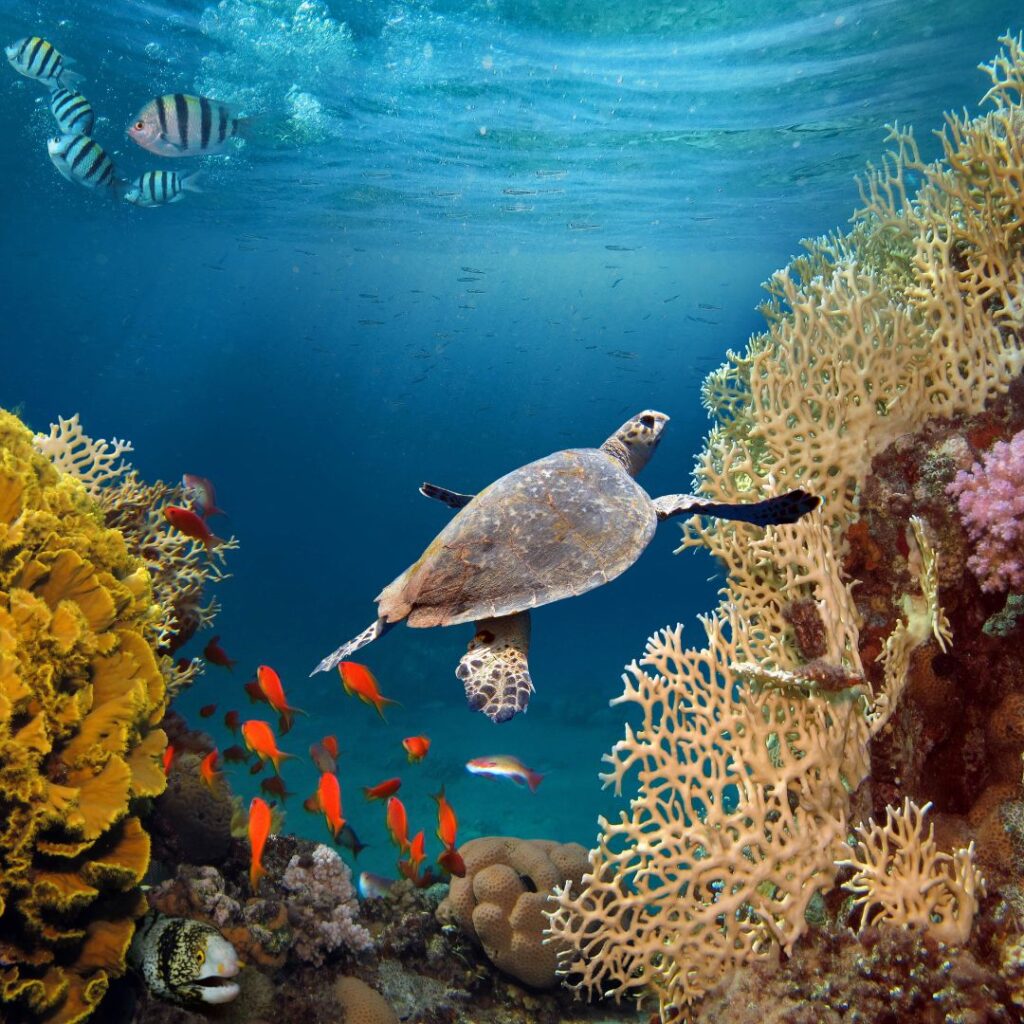 oceans Day
