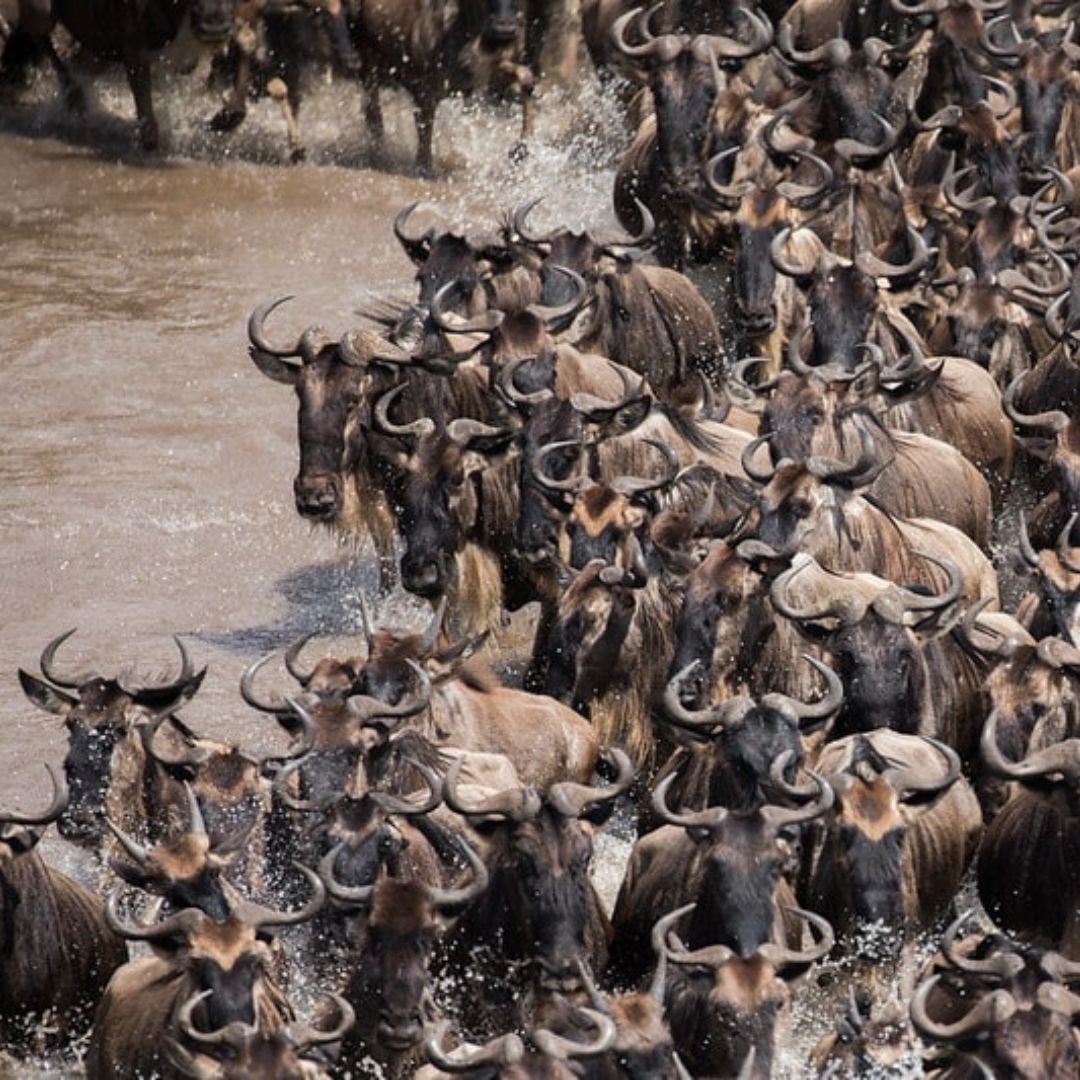 The Great Migration : Animal Migration On The Planet