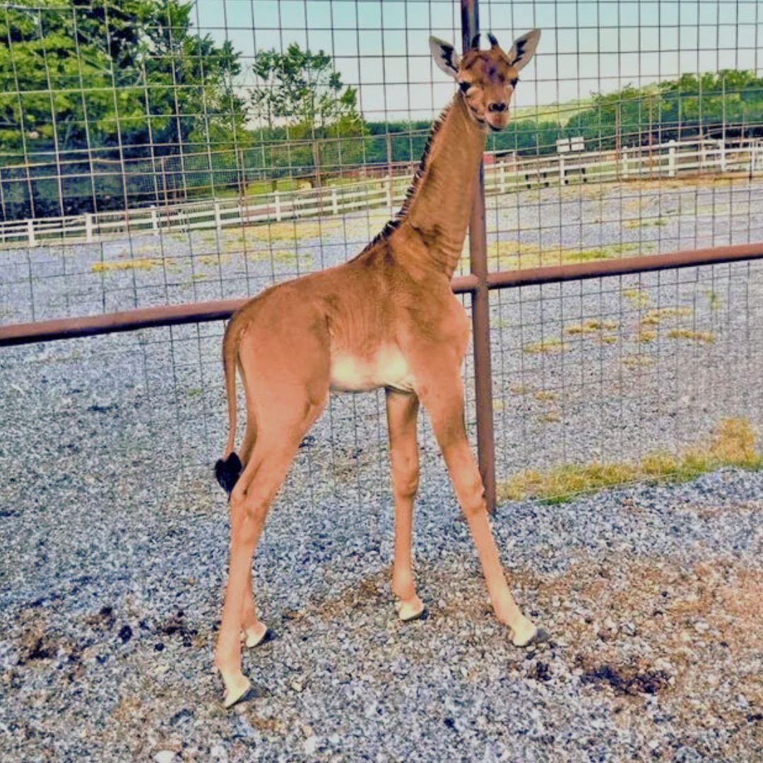 Meet The World’s First Spotless Giraffe : Kipekee