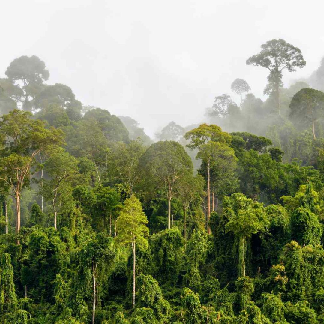 Too Hot for Photosynthesis in Tropical Rainforests