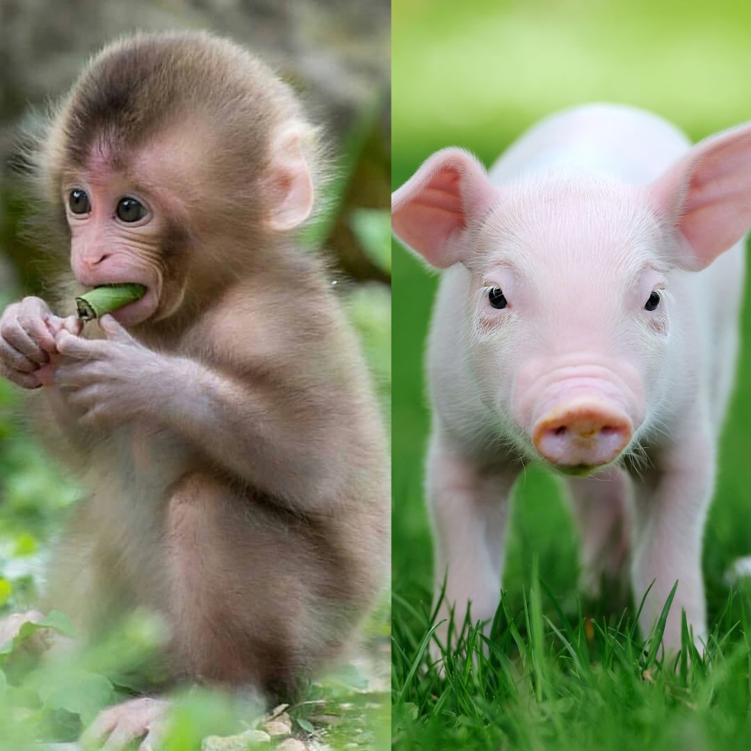 Monkey Lives Two years With Pig Kidney