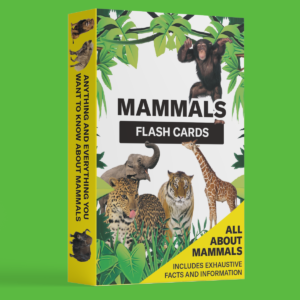 Mammals flash cards