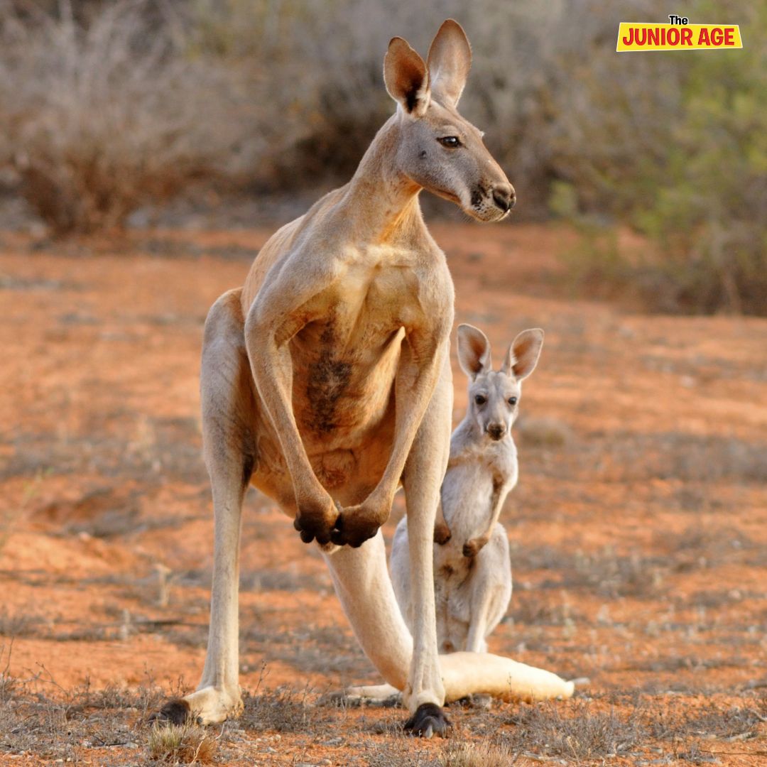 Three New Extinct Kangaroo Species Named 