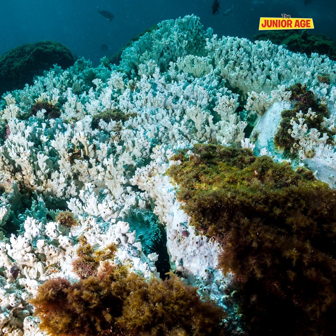 Understanding Coral Bleaching and Its Impact