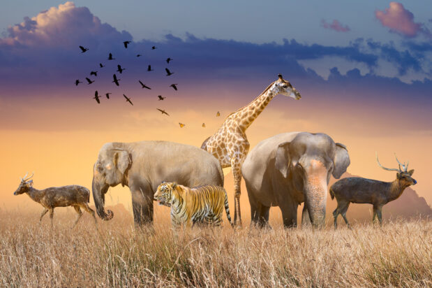 Everything You Need to Know About National Endangered Species Day – The ...