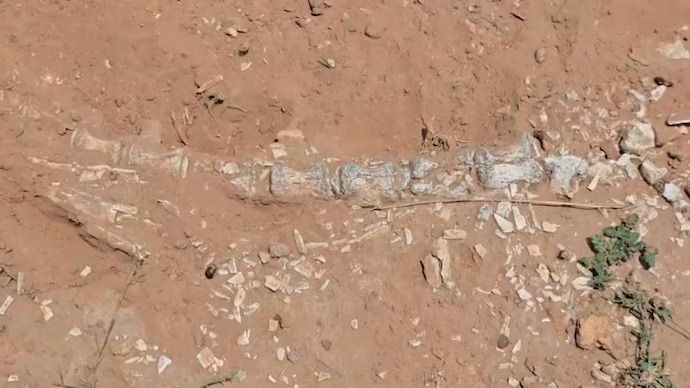 Rare Jurassic Sea Creature Fossil Found In Rajasthan