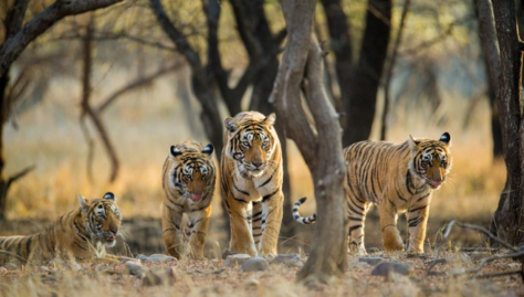 World’s Largest Wildlife Survey: India Readies For 2026 Tiger Census