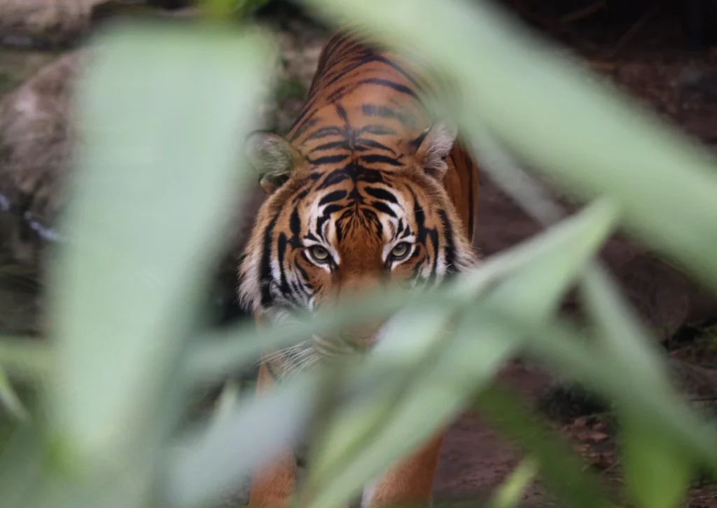 World’s Largest Wildlife Survey: India Readies For 2026 Tiger Census