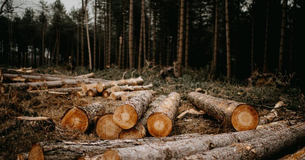 The Planet Lost More Forests Than Ever Before