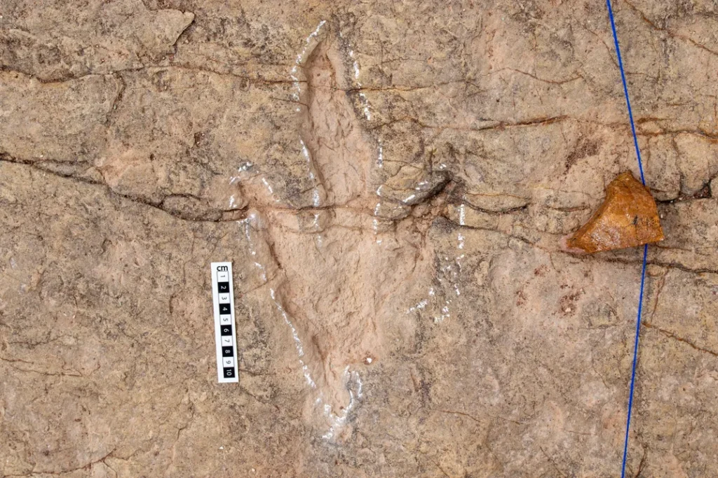 Highest Number of Dino Tracks Ever Found