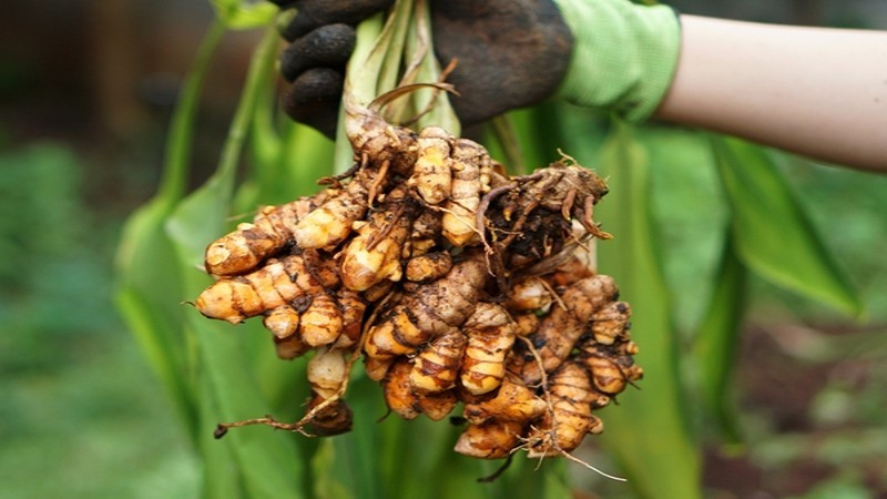 Meghalaya’s Lakadong Turmeric Faces Climate Challenge Risk!