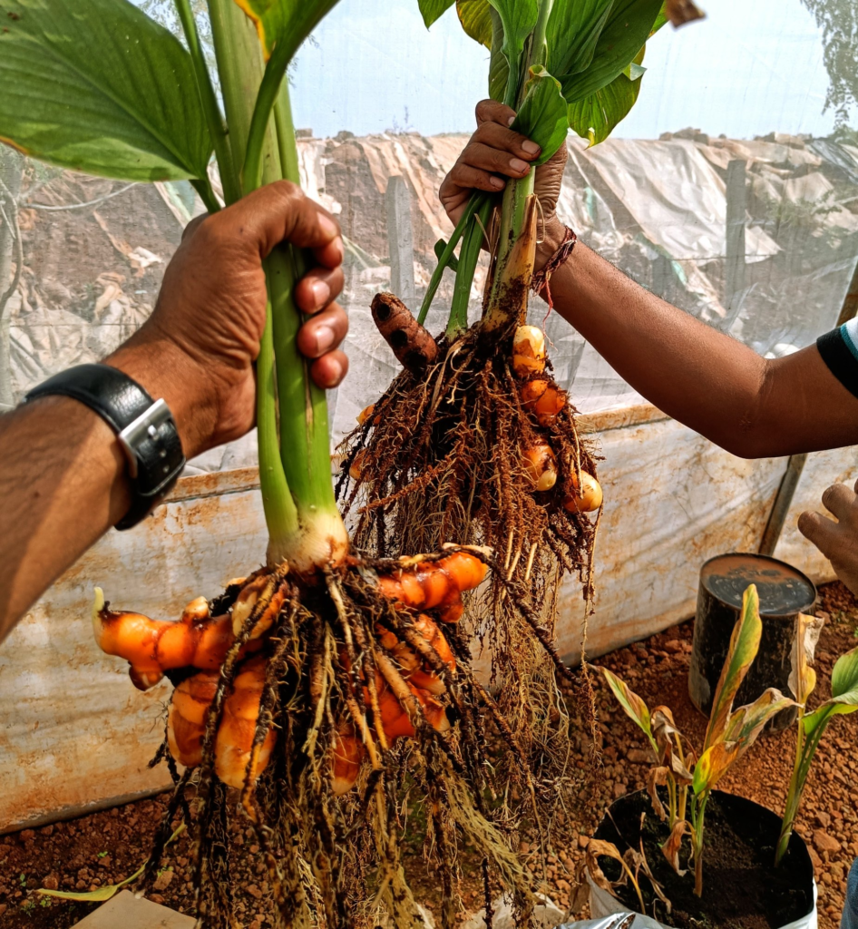 Meghalaya’s Lakadong Turmeric Faces Climate Challenge Risk!