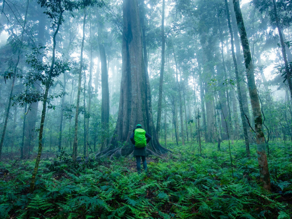 Australia’s Rainforests Are Breathing Out More Carbon Than They Take In