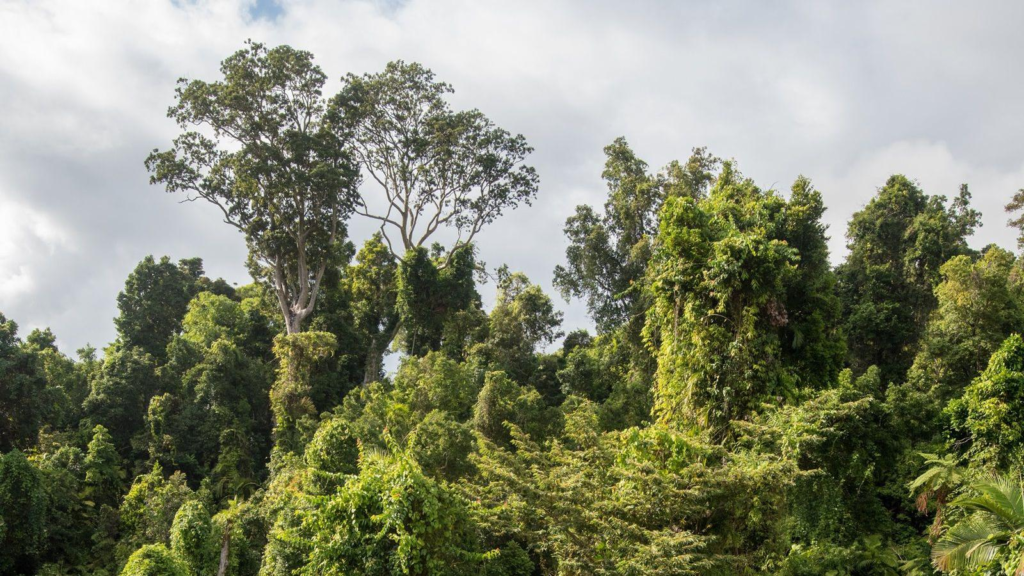 Australia’s Rainforests Are Breathing Out More Carbon Than They Take In