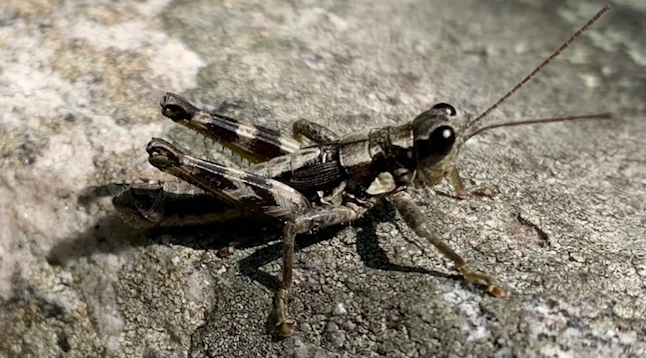 Grasshopper Spotted After 80 Year
