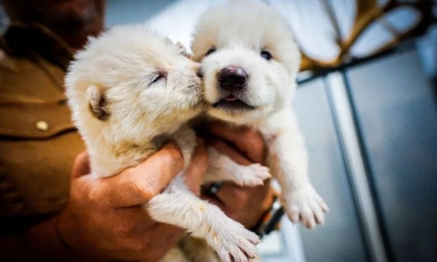 Dire Wolves Return After 12,000 Years