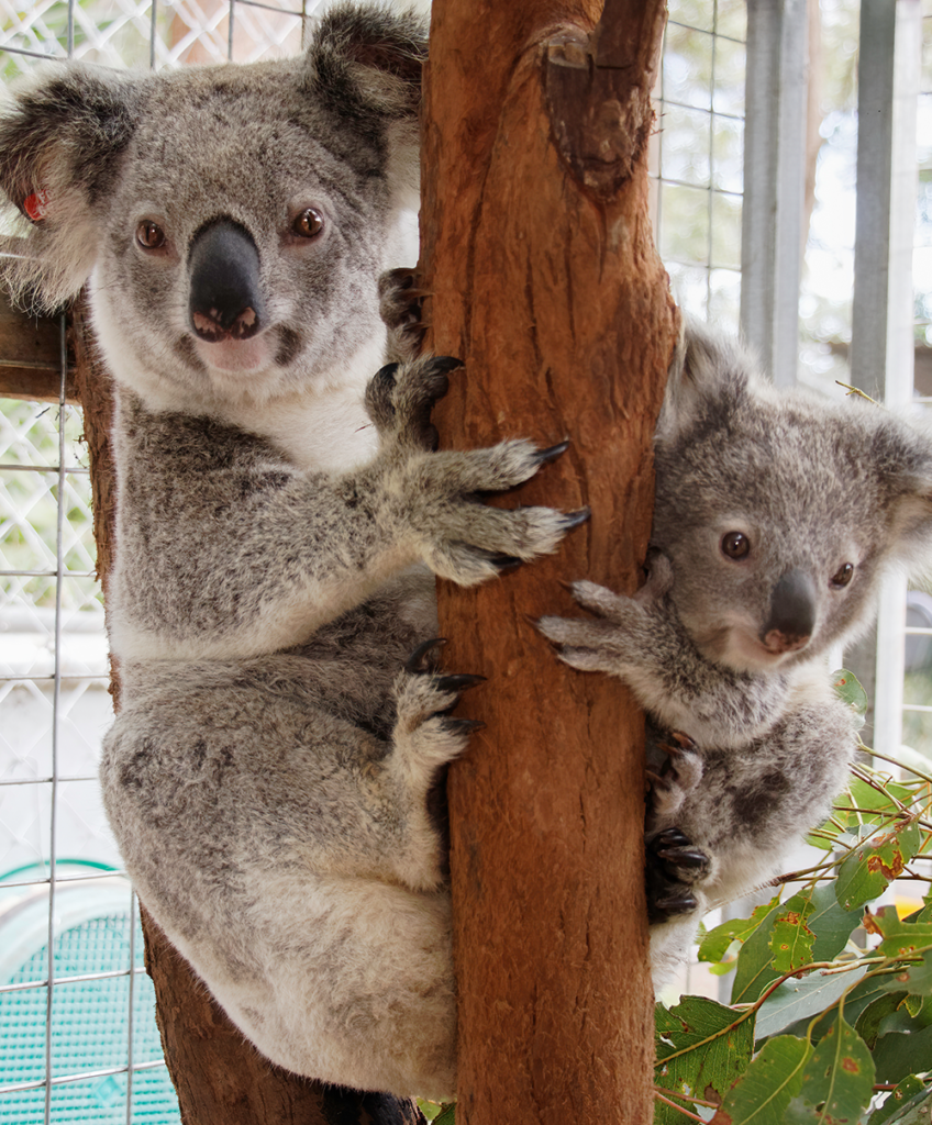Koalas in Danger as Forests Disappear