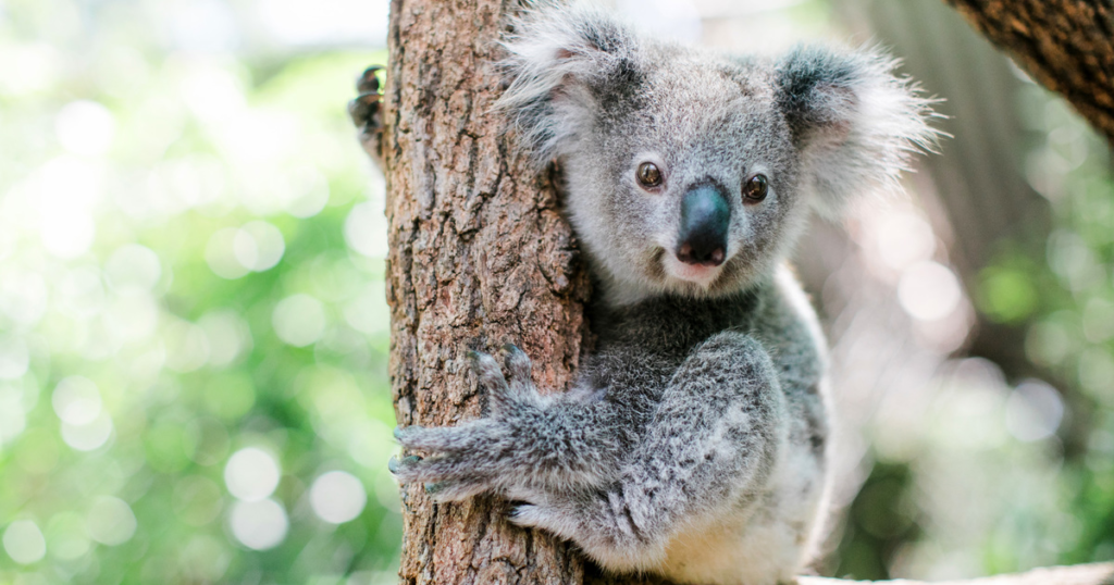 Koalas in Danger as Forests Disappear