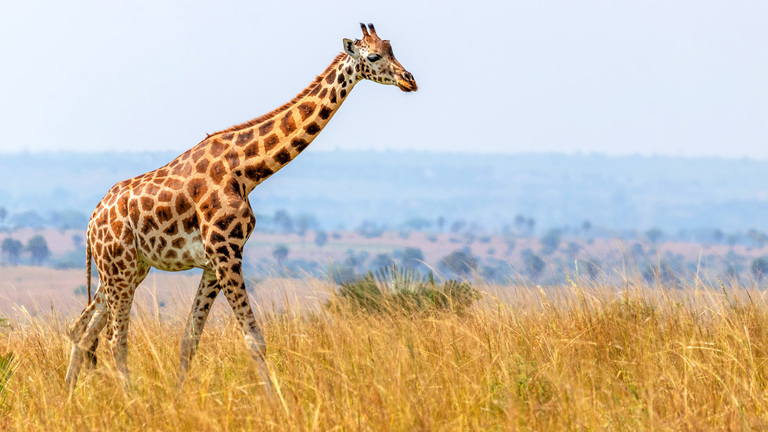 More Than One Kind: Scientists Identify Four Giraffe Species