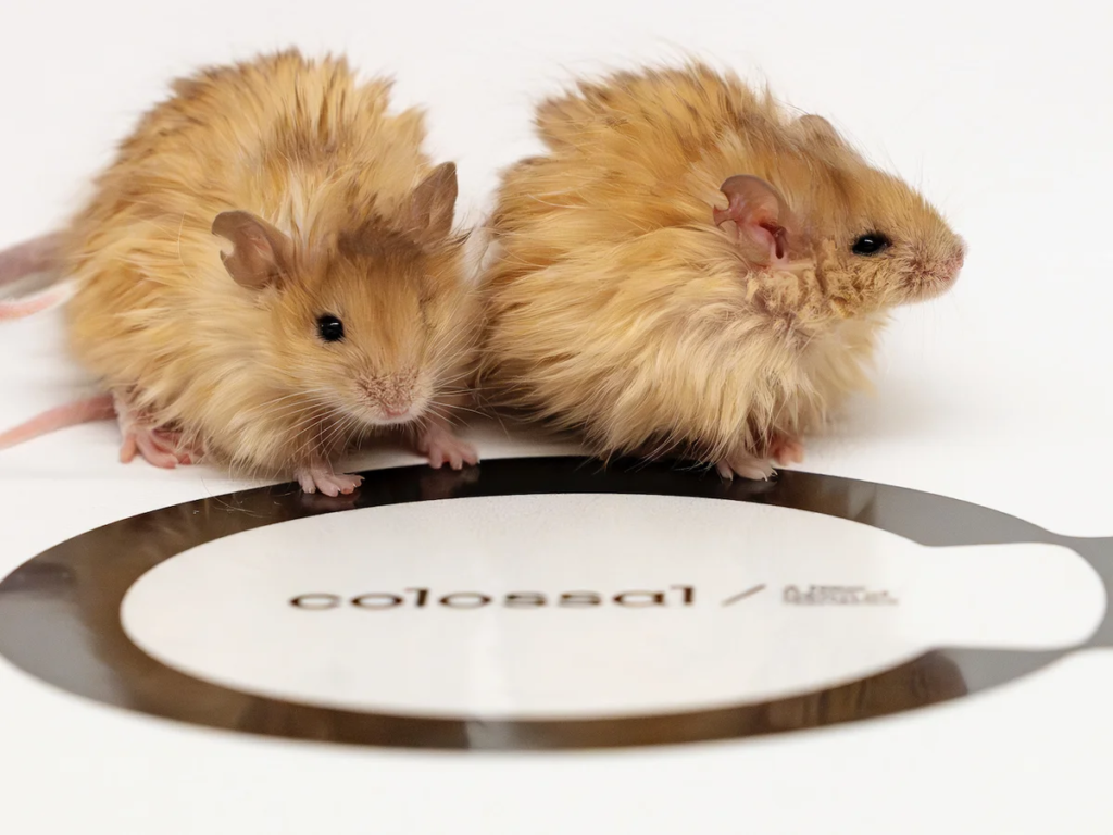 Scientists create "Woolly Mouse"