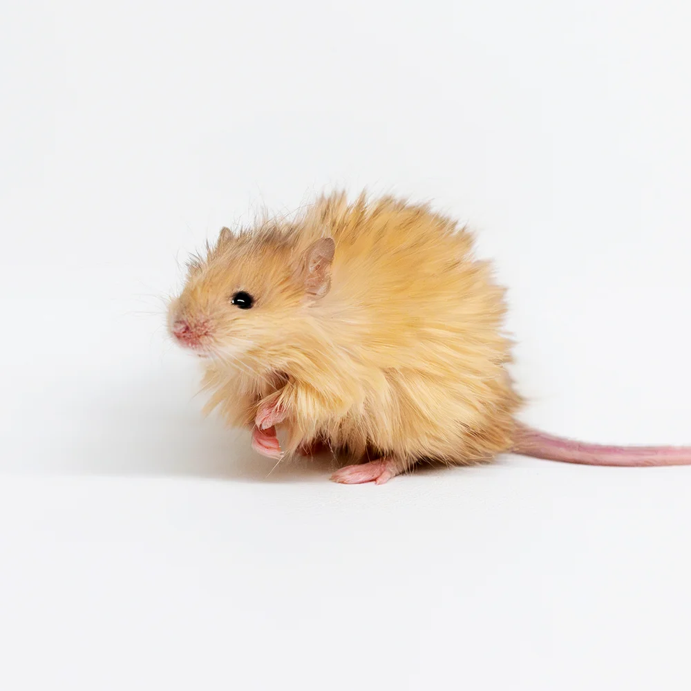 Scientists create "Woolly Mouse"