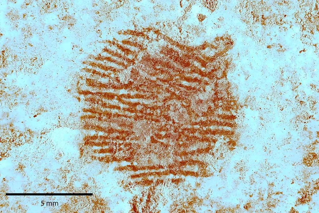 World’s Oldest Fingerprint Found