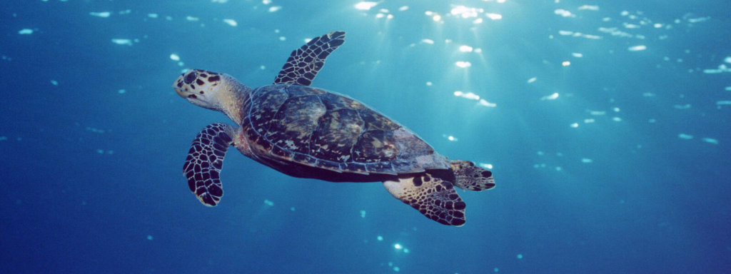 Qatar Steps Up to Safeguard Endangered Sea Turtles