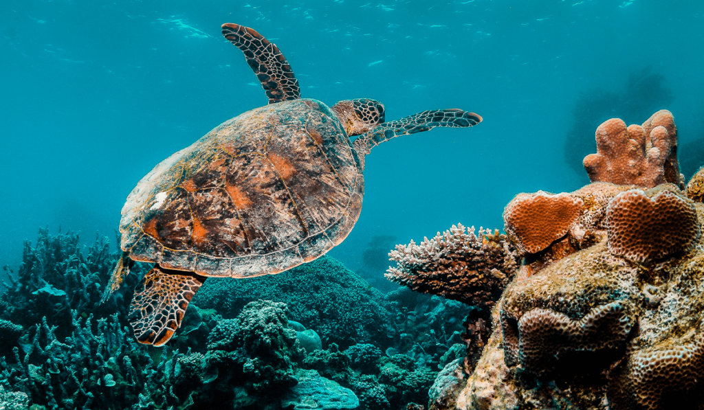 Qatar Steps Up to Safeguard Endangered Sea Turtles