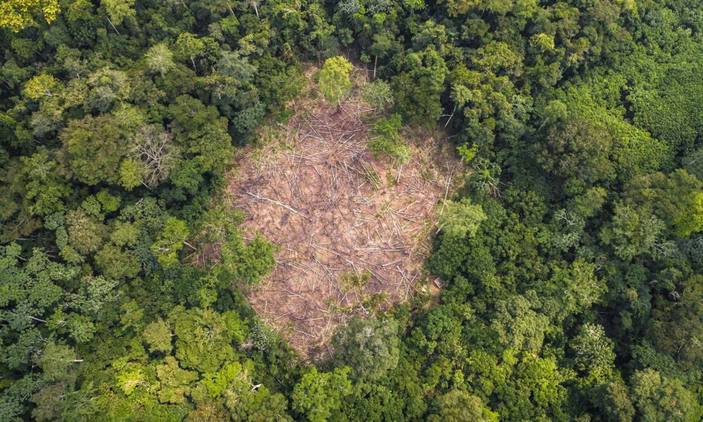The Planet Lost More Forests Than Ever Before