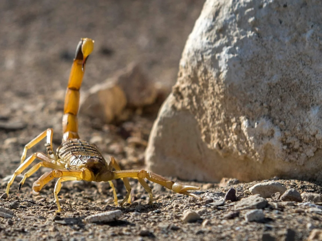 Climate Change Threatens Thousands Of Animal Species
