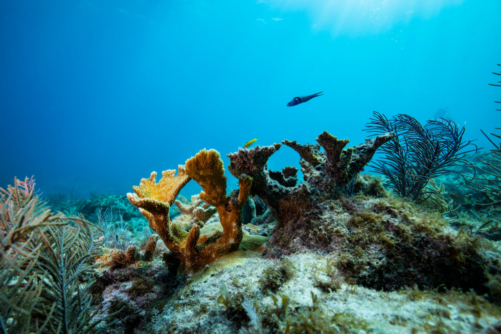 Climate Change Threatens Thousands Of Animal Species