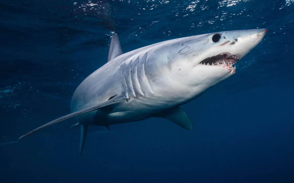 Acidic Oceans Are Damaging Sharks Teeth!