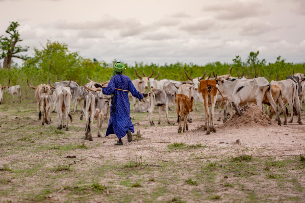 2026 international year of rangelands and pastoralists