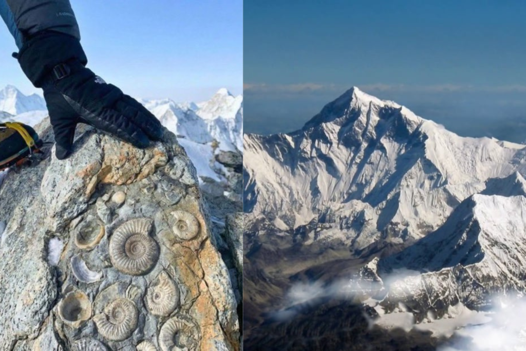 Sea fossils found on Mount Everest