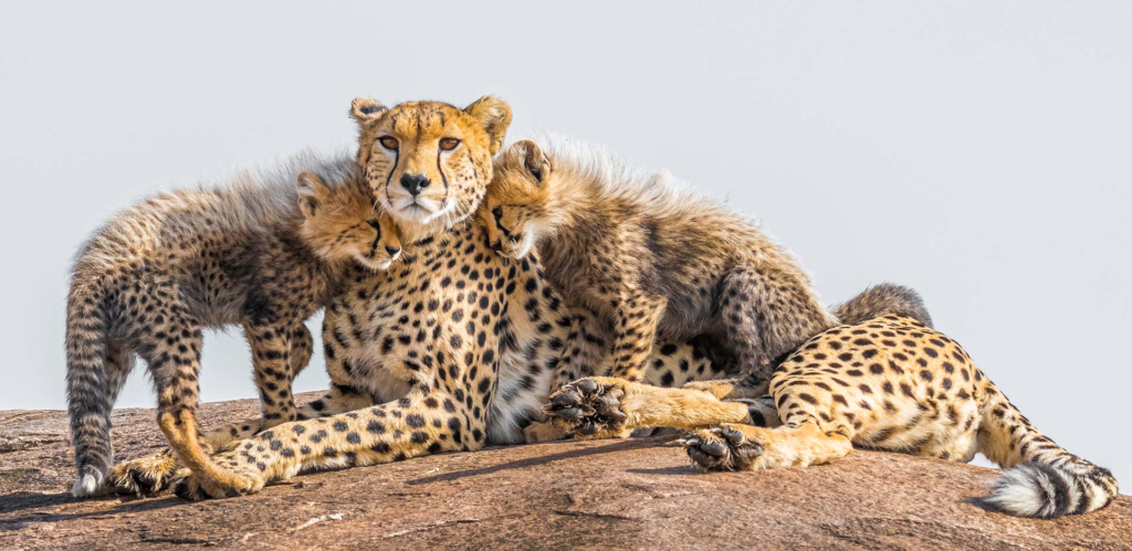 India’s Cheetah Population Crosses 50 After New Cubs Born