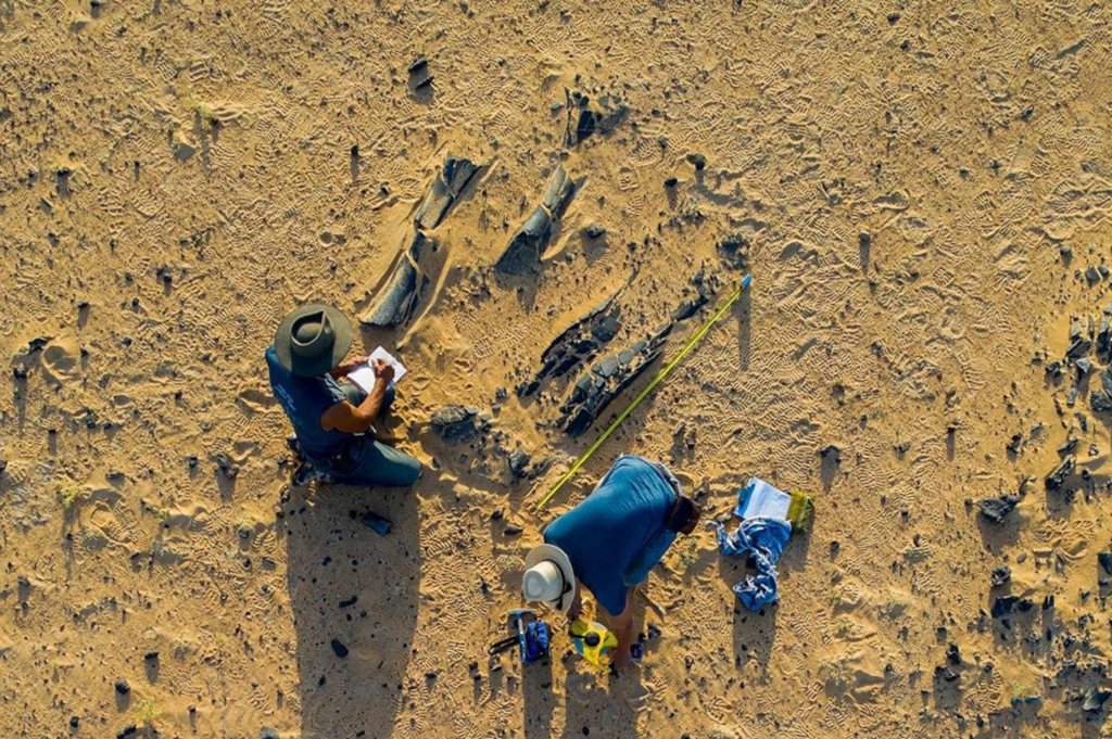 Sahara Surprise: New Dinosaur as Big as T-Rex Unearthed