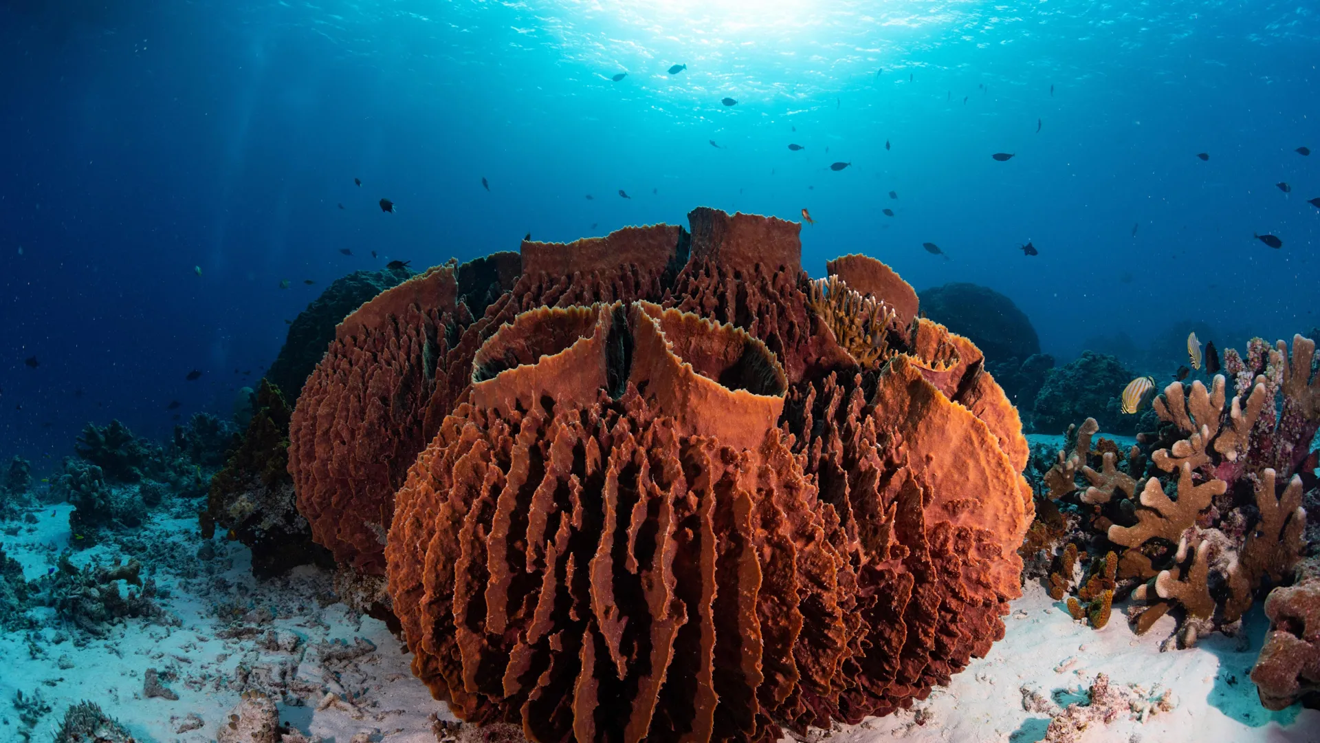 Scientists Find Earth’s Earliest Animals From Over 541 Million Years ...