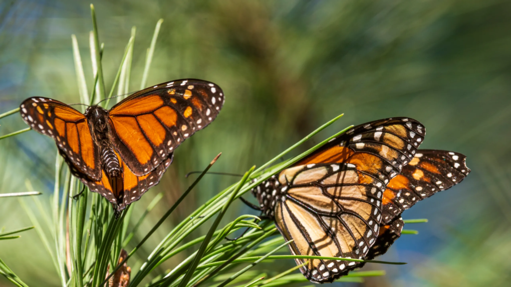 Monarch Butterflies Make A Big Comeback