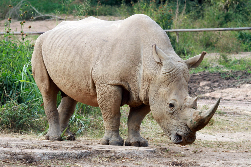 Rhinos Return To The Wild In Uganda After 40 Years!