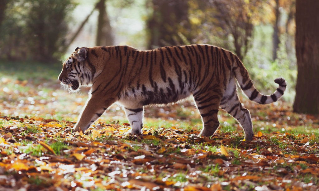 Back To The Wild: Major Wildlife Project Aims To Restore Tigers In Kazakhstan